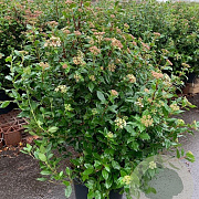 Viburnum tinus 80-100 cm 12L kegel