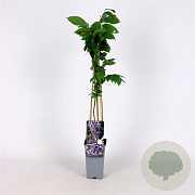 Wisteria flor. 'Eranthema' 70 cm 2,0L