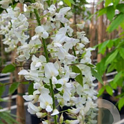 Wisteria flor. 'Shiro-noda' 150-175 cm 5,0L