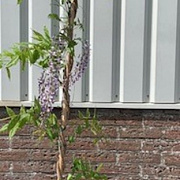 Wisteria sinensis 'Prolific' 175-200 cm 7,5L