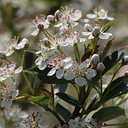 Aronia melanocarpa 'Hugin' 70 cm 2,0L