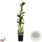 Aronia melanocarpa 'Hugin' 70 cm 2,0L