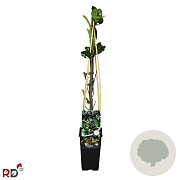 Aronia prunifolia 'Nero' 70 cm 2,0L