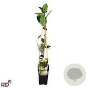 Aronia prunifolia 'Viking' 70 cm 2,0L