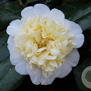 Camellia j. 'Alba Plena' 50-60 cm 7,5L