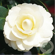 Camellia j. 'Dahlonega' 60-80 cm 7,5L