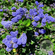 Ceanothus 'Blue Mound' 70 cm 2,0L