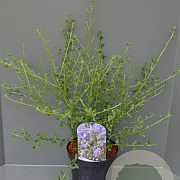 Ceanothus 'Concha' 70 cm 2,0L