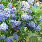 Ceanothus griseus 'Yankee Point' 70 cm 2,0L