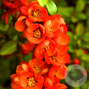 Chaenomeles j. 'Cido' 70 cm 2,0L
