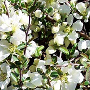 Chaenomeles sup. 'Jet Trail' 125-150 cm met kluit