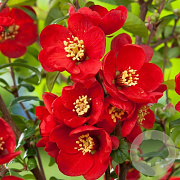 Chaenomeles sup. 'Nicoline' 100-125 cm met kluit