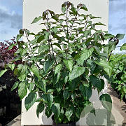 Clerodendrum trichotomum fargesii 80-100 cm 7,5L