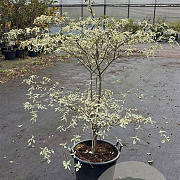 Cornus alternifolia 'Argentea' 125-150 cm 45L solitair