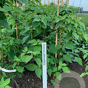 Cornus alternifolia 'Argentea' 125-150 cm met kluit