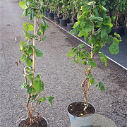 Corylus a. 'Contorta' 125-150 cm 7,5L