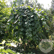 Corylus a. 'Pendula' 100 cm stam 12L