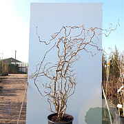 Corylus 'Red Majestic' 125-150 cm 7,5L