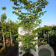Cornus controversa 50-60 cm met kluit