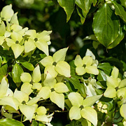 Cornus k. 'Schmetterling' 125-150 cm 15L