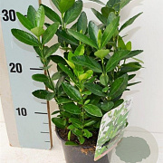 Euonymus japonicus 40-60 cm 2,0L
