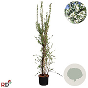 Exochorda racem. Blushing Pearl 200-225 cm 15L
