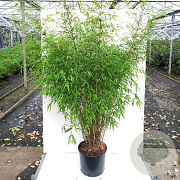 Fargesia angustissima 50-60 cm 5,0L