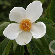Franklinia alatamaha 80-100 cm met kluit