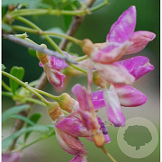 Halimodendron halodendron GM 1.5