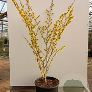 Hamamelis int. 'Arnold Promise' 100-125 cm 12L piramide