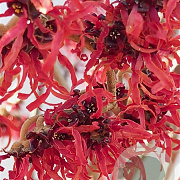 Hamamelis int. 'Diane' 100-125 cm 12L piramide