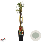 Hippophae rhamn. 'Sirola' 70 cm 2,0L