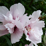Hibiscus syr. China Chiffon 100-125 cm 12L