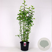 Hibiscus syr. 'Duc de Brabant' 100-125 cm 12L