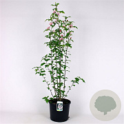 Hibiscus syr. 'Leopoldii' 100-125 cm 12L