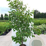 Hovenia dulcis 80-100 cm 12L kegel