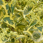 Ligustrum luc. 'Tricolor' 125-150 cm 12L