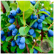 Lonicera c. 'Blue Bird' 70 cm 2,0L
