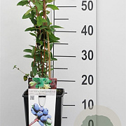 Lonicera c. 'Blue Velvet' 70 cm 2,0L