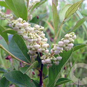 Lyonia ligustrina 80-100 cm 7,5L
