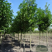 Magnolia kobus 150-175 cm met kluit solitair