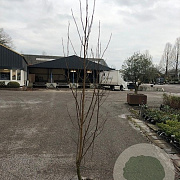 Magnolia kobus 150-175 cm met kluit solitair