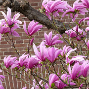 Magnolia l. 'Nigra' 40-50 cm met kluit