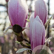 Magnolia soul. 'Superba' 40-50 cm met kluit
