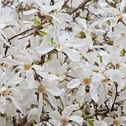 Magnolia 'Wada's Memory' 50-60 cm met kluit