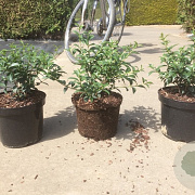 Osmanthus burkwoodii 90 cm met kluit bol