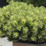 Pinus mugo mugo 30-40 cm 12L