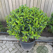 Prunus l. 'Angustifolia' 45 cm 15L bol