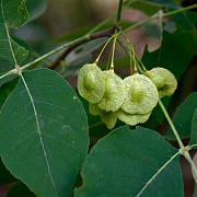 Ptelea trifoliata 175-200 cm 45L solitair