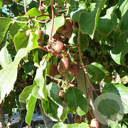 Actinidia a. 'Domino' 50-60 cm 3,0L